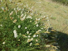Dalea multiflora