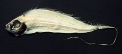 Polka-Dot Ribbonfish photo 4