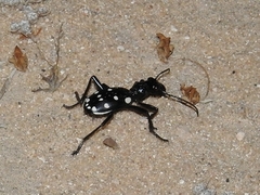 Anthia duodecimguttata