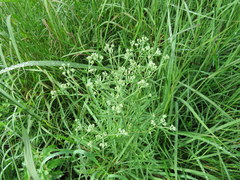 Eupatorium torreyanum