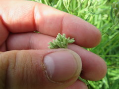 Eupatorium torreyanum