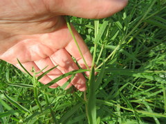 Eupatorium torreyanum