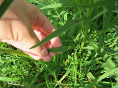 Eupatorium torreyanum