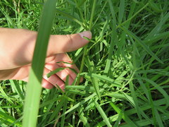 Eupatorium torreyanum