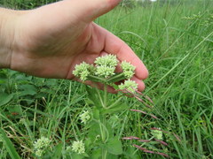 Eupatorium cordigerum