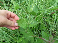 Eupatorium cordigerum