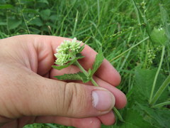 Eupatorium cordigerum