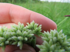 Eupatorium cordigerum