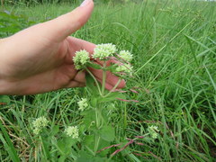 Eupatorium cordigerum