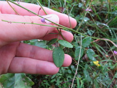 Desmodium marilandicum