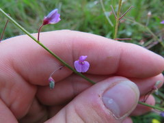 Desmodium marilandicum