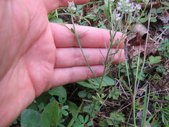 Polygala curtissii