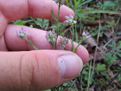 Polygala curtissii