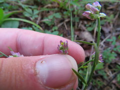 Polygala curtissii