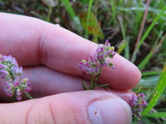 Polygala curtissii