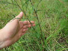 Symphyotrichum laeve concinnum
