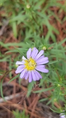 Eurybia hemispherica