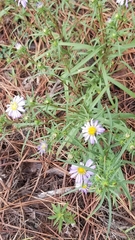 Eurybia hemispherica