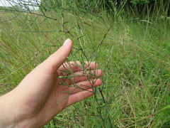 Symphyotrichum laeve concinnum