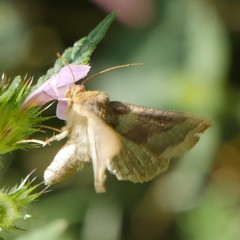 Diachrysia chrysitis