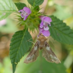 Diachrysia chrysitis