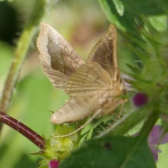 Diachrysia chrysitis