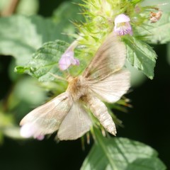 Diachrysia chrysitis