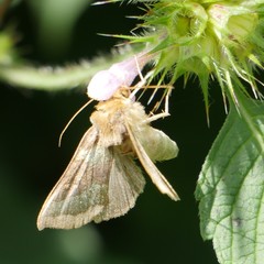 Diachrysia chrysitis