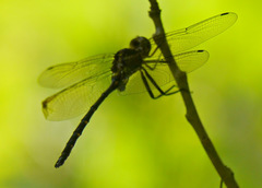 Somatochlora linearis