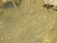 Cyprinella spiloptera