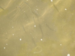 Cyprinella spiloptera