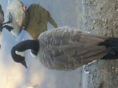 Branta canadensis