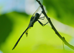 Somatochlora linearis