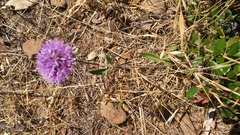 Monardella purpurea