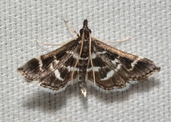 Diasemiodes janassialis