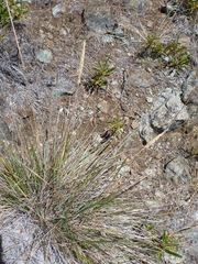 Calamagrostis ophitidis