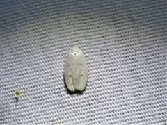 Durrantia piperatella