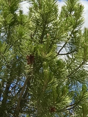 Pinus cembroides bicolor
