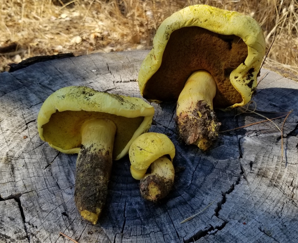 Buchwaldoboletus