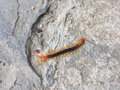 Scolopendra multidens