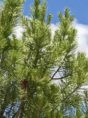 Pinus cembroides bicolor