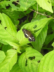 Anthanassa subota