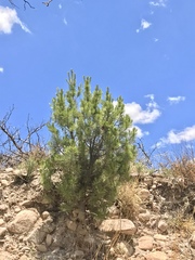 Pinus cembroides bicolor