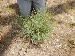 Dalea frutescens
