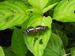 Anthanassa subota