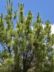 Pinus cembroides bicolor