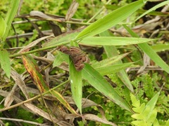 Antigonus funebris