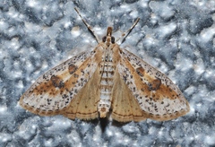 Palpita aenescentalis