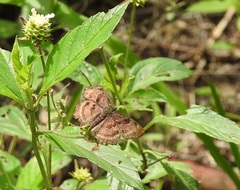 Antigonus funebris