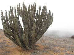 Eulychnia taltalensis